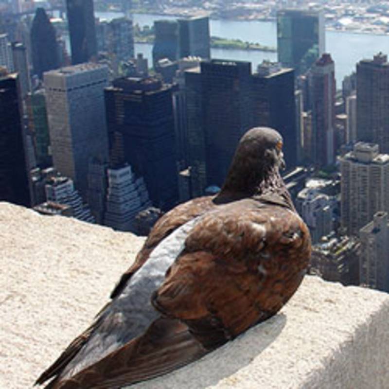 Taube mit Blick auf das UN-Gebäude in New York. Foto: ZeroOne / creativecommons.org/licenses/by-sa/2.
